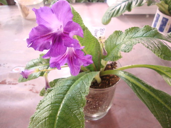 Enlarge photo 12