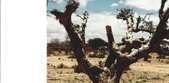 Enlarge photo 50