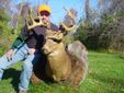 A Few Missouri Bucks