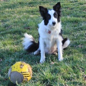 Border Collies