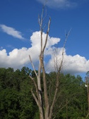 Enlarge photo 48