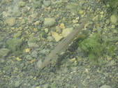 Enlarge photo 83