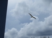 Enlarge photo 84