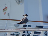 Enlarge photo 100