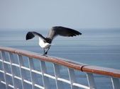 Enlarge photo 102