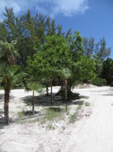 Enlarge photo 116