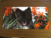 Enlarge photo 45