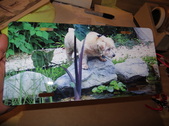 Enlarge photo 36