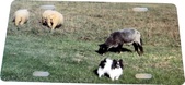 Enlarge photo 170