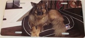 Enlarge photo 177
