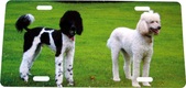 Enlarge photo 84