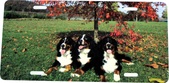 Enlarge photo 118