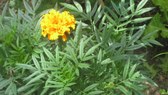 Enlarge photo 9