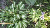 Enlarge photo 16