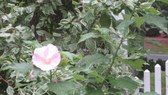 Enlarge photo 22