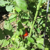 Enlarge photo 3