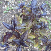 Enlarge photo 4