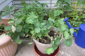 Enlarge photo 36