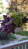 Enlarge photo 2