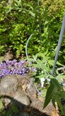 Enlarge photo 25