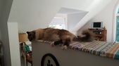 Enlarge photo 23