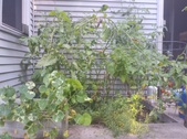 Enlarge photo 12