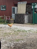 Enlarge photo 18