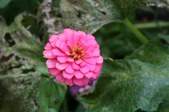 Home and Garden