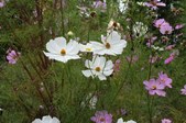 John's Garden