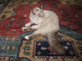 Enlarge photo 4