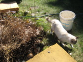 Enlarge photo 27