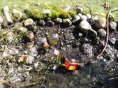 Enlarge photo 29