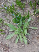 Enlarge photo 14
