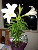 Enlarge photo 30