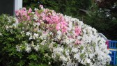 Enlarge photo 12