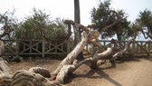 Enlarge photo 12