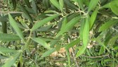 Enlarge photo 19