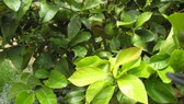 Enlarge photo 20