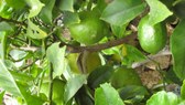 Enlarge photo 21