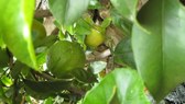 Enlarge photo 23
