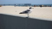 May,13, 08 UCLA and Venice Beach