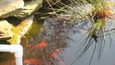 Enlarge photo 6