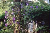 into June gardening