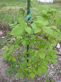 Enlarge photo 16