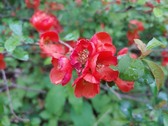 Enlarge photo 25