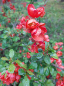 Enlarge photo 26