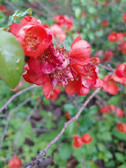Enlarge photo 28