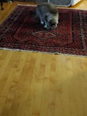 Enlarge photo 7