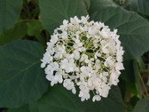 Enlarge photo 12