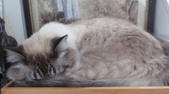 Enlarge photo 10